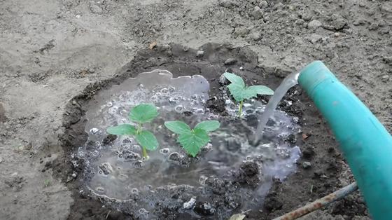 Три саженца огурцов в саду поливают из лейки